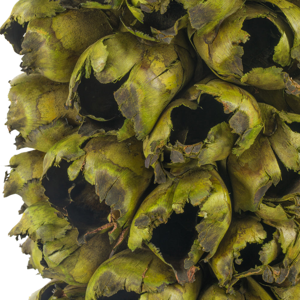 Vickerman 50 - 60" Natural Giant Seed Pod - Whole