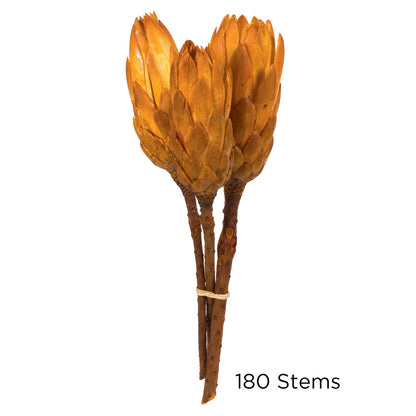 Vickerman 8-12" Aspen Gold Repens - Natural Stem -Bulk case 180 pieces Dried