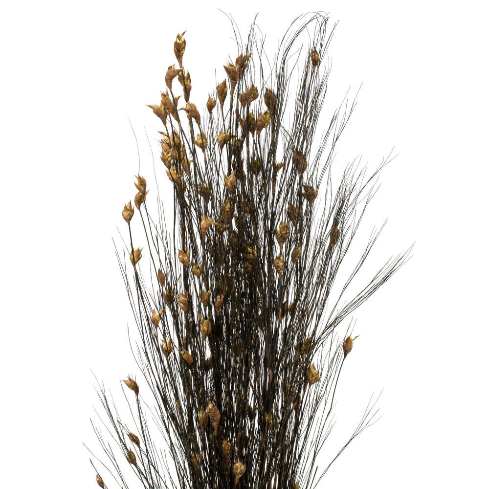 Vickerman 36-40" Natural Bell Grass with Seed Pods 8-9 oz Bundle Preserved