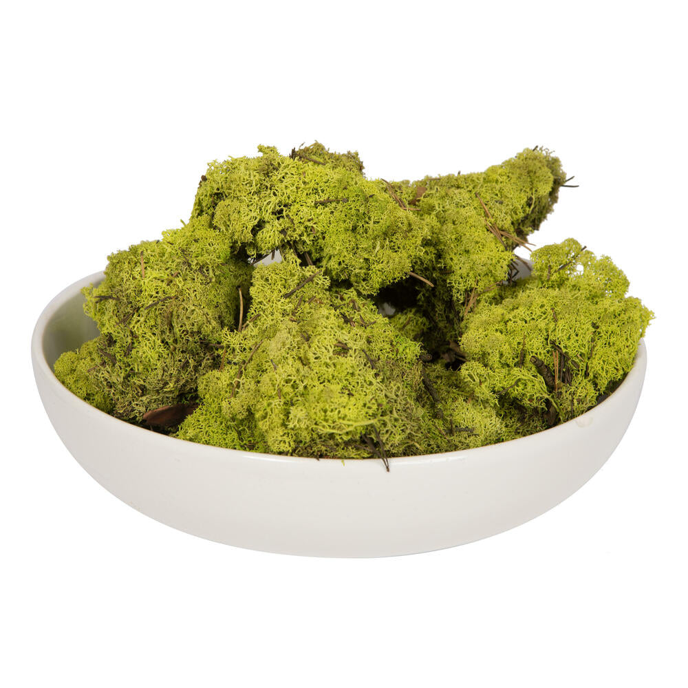Vickerman Lime Green Preserved Reindeer Moss 2 Lbs per Box