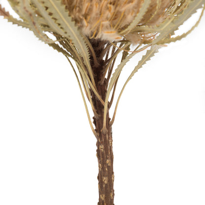 Vickerman 12" Natural Banksia Flower. Includes 25 Stems per Pack. Dried