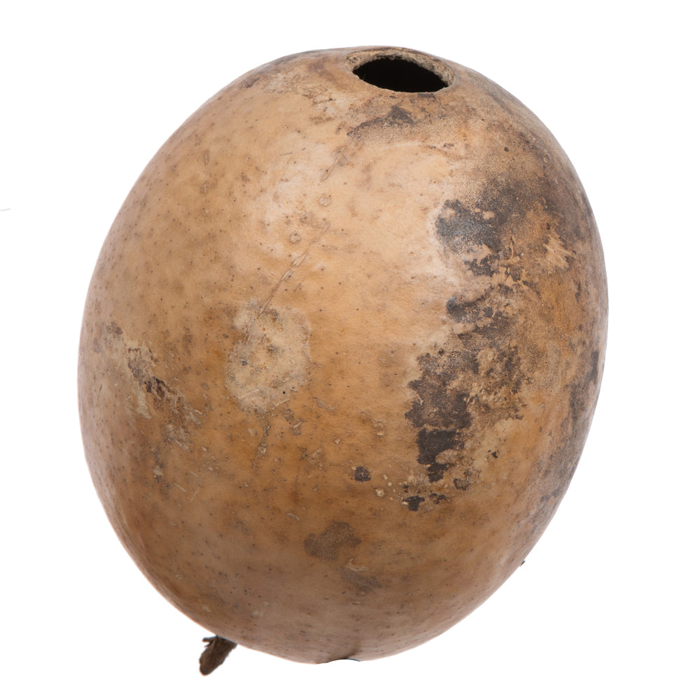 Vickerman 6-7" h x 6-8" w Natural Bacacuia Gourd 1 piece Dried