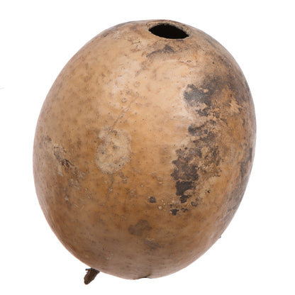 Vickerman 6-7" h x 6-8" w Natural Bacacuia Gourd 1 piece Dried