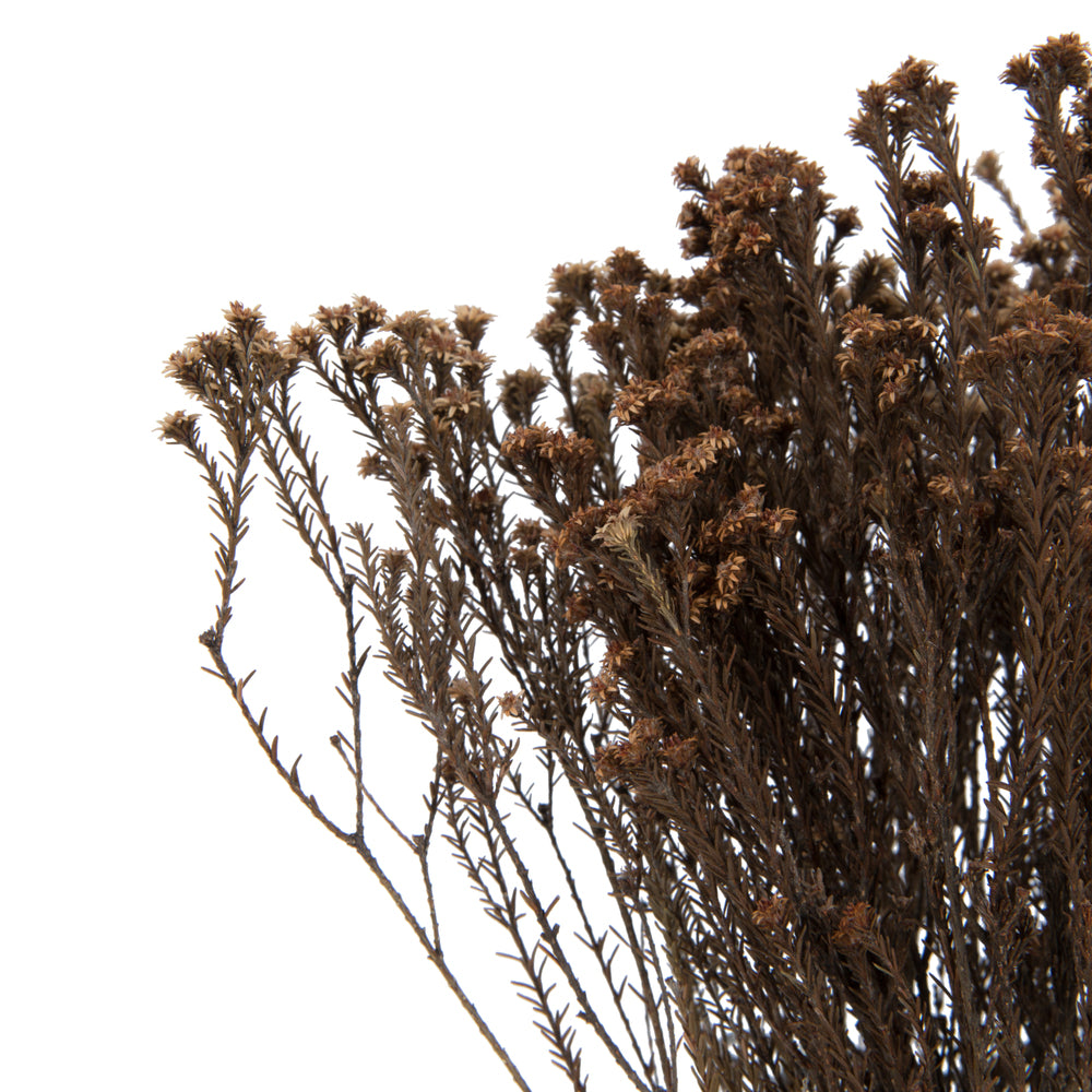 Vickerman Natural Botanicals 19" x 4" Staavia 100 grams per Unit