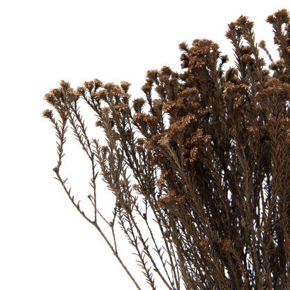 Vickerman Natural Botanicals 19" x 4" Staavia 100 grams per Unit