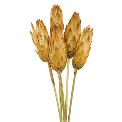Vickerman 8-12" Cream Repens - Natural Stem - Bulk case 180 pieces Dried