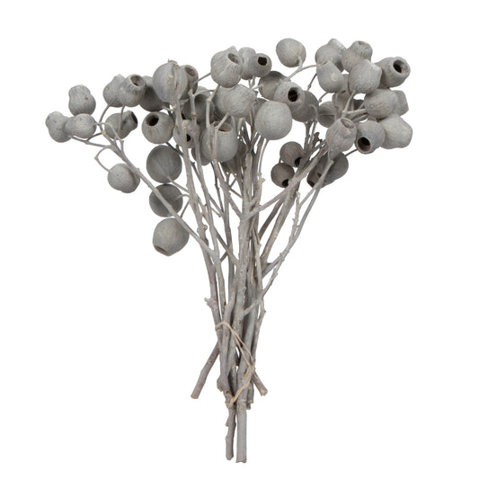 Vickerman Natural Botanicals 11" x 4" Bellgum Branch 5-7 Bells Ivory Frosted 10 stems per unit