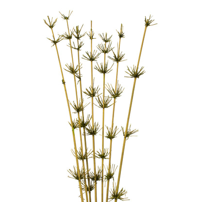 Vickerman 36-40" Basil Star Bamboo Reed 7 stems Dried
