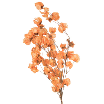 Vickerman 13.5-17" Orange Dried Cara Blossom Bundle Preserved.