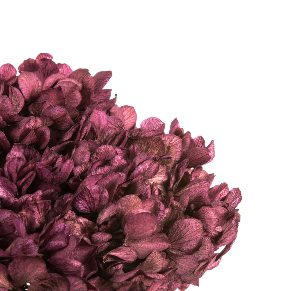 Vickerman 15" Purple Orchid Hydrangea with Multiple Branch Segments. Preserved