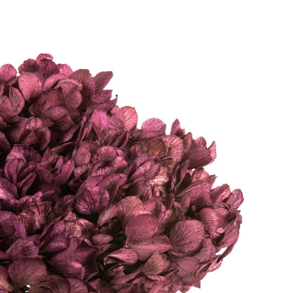Vickerman 15" Purple Orchid Hydrangea with Multiple Branch Segments. Preserved