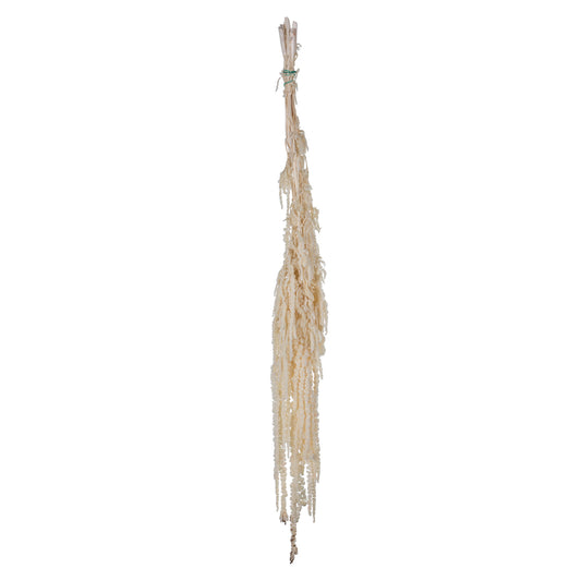 Vickerman 30" White Amaranthus Bundle Preserved