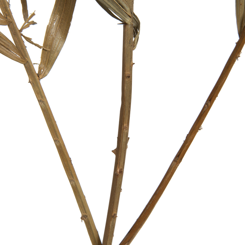 Vickerman Natural Botanicals 27" Rahul Stick Natural 8 Stems/Bunch. Includes eight rahul sticks.