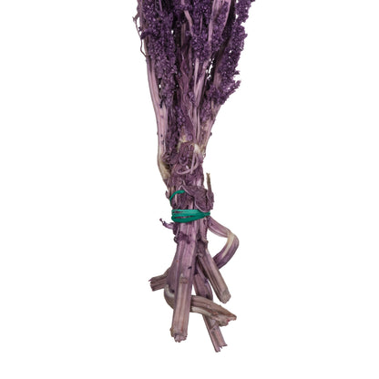 Vickerman 30" Violet Amaranthus Bundle Preserved