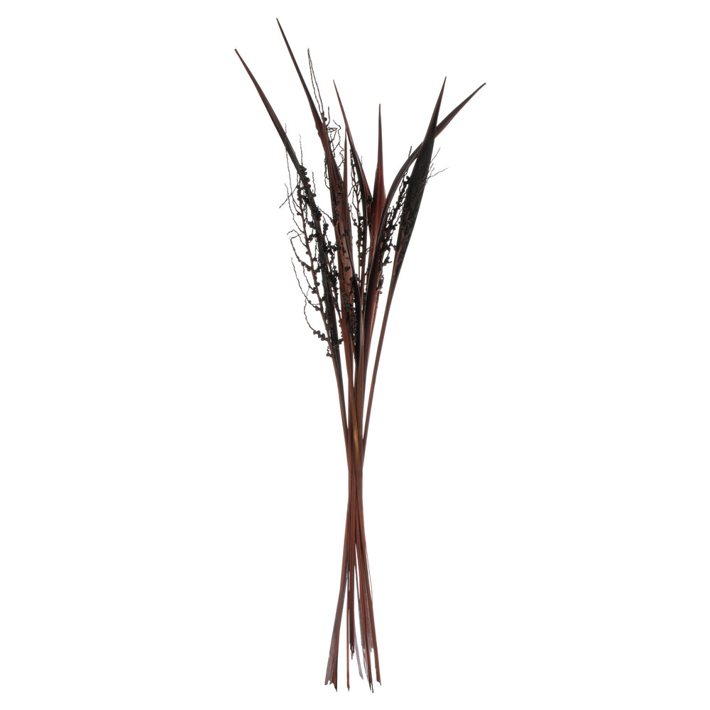 Vickerman 36" Dark Brown Bahia Spears Seeded 9 stems Dried