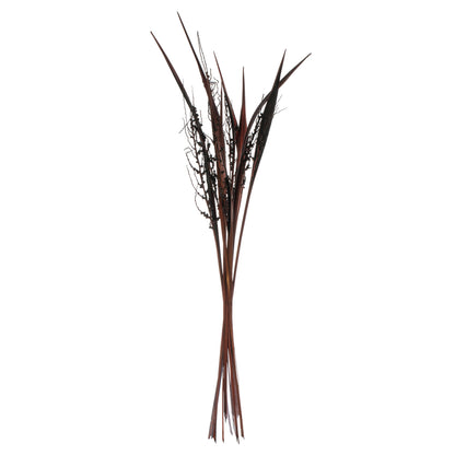 Vickerman 36" Dark Brown Bahia Spears Seeded 9 stems Dried