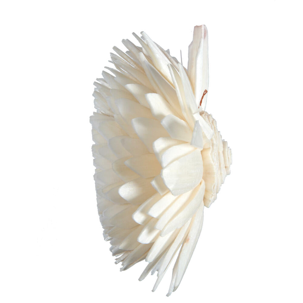 Vickerman Natural Botanicals 1.6"/2.4"/3.2" Assorted Natural Dried Zinnia Sola Flower Head 24/bag.