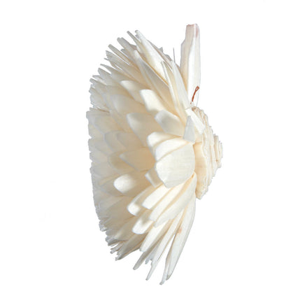 Vickerman Natural Botanicals 1.6"/2.4"/3.2" Assorted Natural Dried Zinnia Sola Flower Head 24/bag.