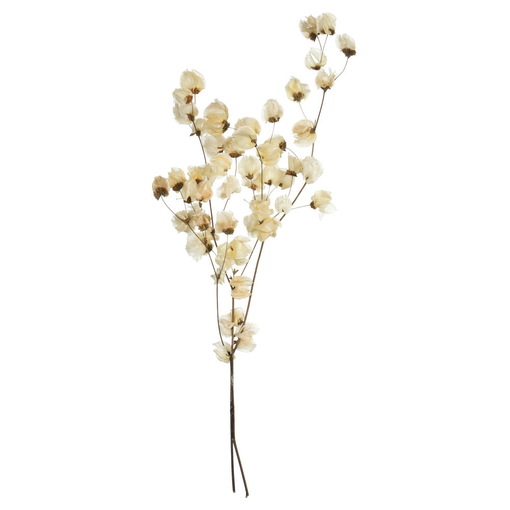 Vickerman 20-24" Natural Bleached Cara Blossom Spray. Includes 60 flower buds. Dried.