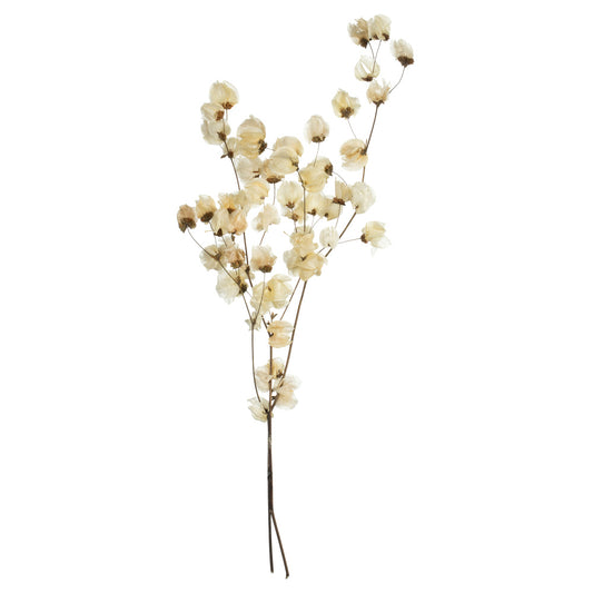 Vickerman 20-24" Natural Bleached Cara Blossom Spray. Includes 60 flower buds. Dried.