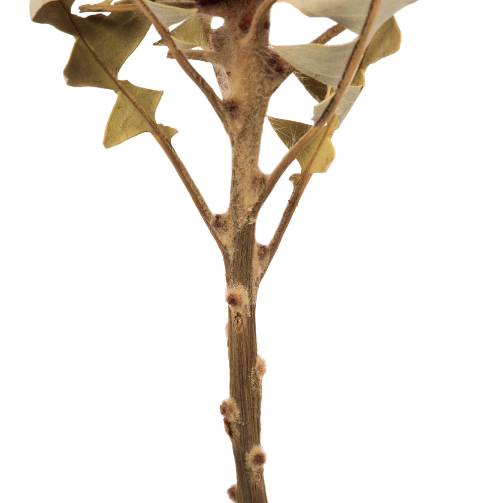 Vickerman 12" Red Baxteri (Banksia) Flower with Stem. Includes 3 Stems per Pack Dried