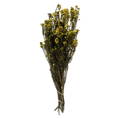 Vickerman 12-22" Yellow Phylica 5-6 oz Bundle Preserved