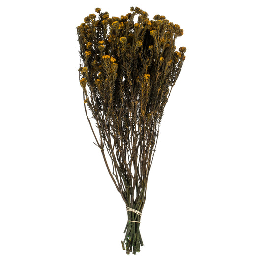 Vickerman 16-22" Aspen Gold Cotton Phylica Flower 4-5 oz Bundle Preserved