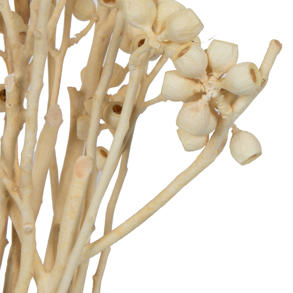 Vickerman Natural Botanicals 14" x 1-3" Bleached Ambernut Branch