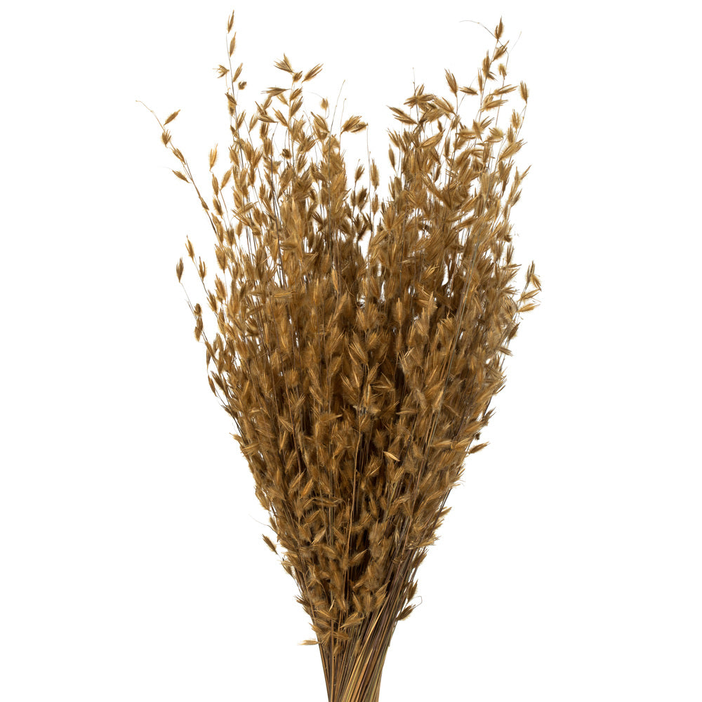 Vickerman 30" Natural Princess Grass 3 per pack Dried