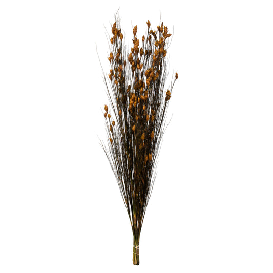 Vickerman 36-40" Aspen Gold Bell Grass with Seed Pods 8-9 oz Bundle Preserved