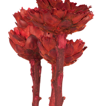 Vickerman 8-12" Red Rosette Compacta - Sleeved 5 stems Dried