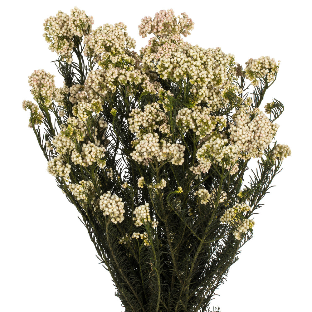 Vickerman 16" Natural Blush Rice Flower. Comes in a 4.25 oz Bundle. Preserved