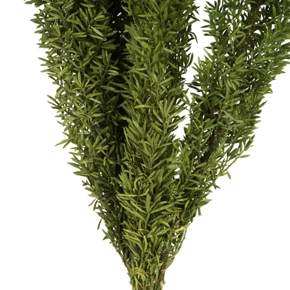 Vickerman 8-10" Green Foxtail Fern 16 Stem Bunch Preserved