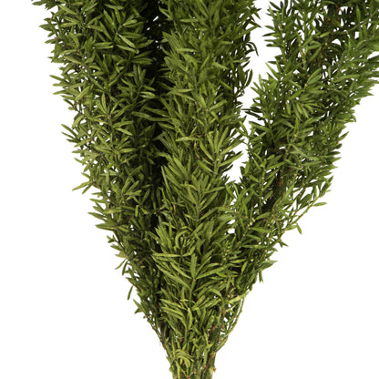 Vickerman 8-10" Green Foxtail Fern 16 Stem Bunch Preserved