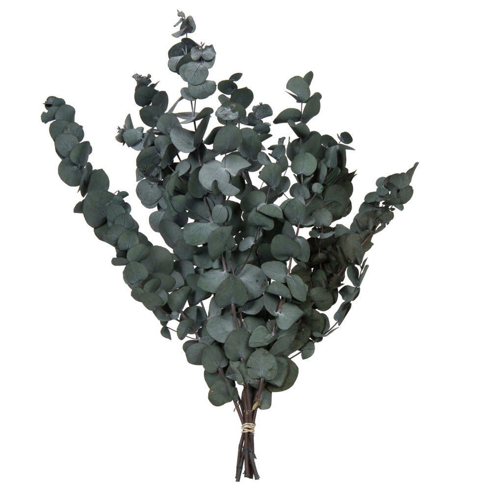 Vickerman Natural Botanicals 18-20" x 9" Eucalyptus Spiral Green 100 grams per bunch