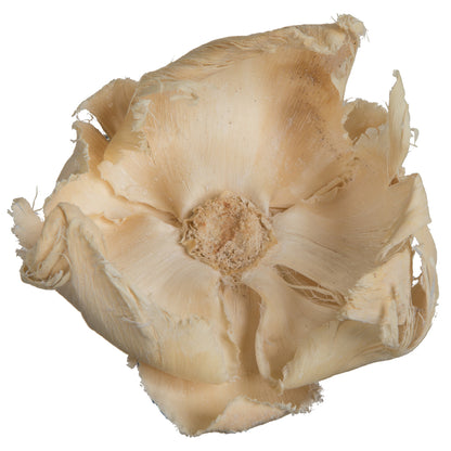 Vickerman Natural Botanicals 2.75" Palm Cap Bleached. Includes 25 pieces per Pack.