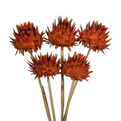 Vickerman 15" Autumn Artichoke Head attached to a Reed Stem Dried