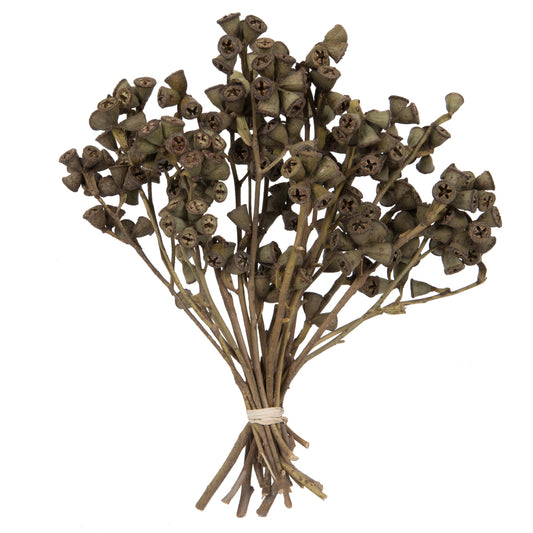 Vickerman Natural Botanicals 11" x 2-4" Conical Gum Branch 20 stems per unit