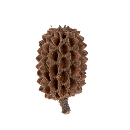 Vickerman Natural Botanicals 0.6" Casurina. Includes 8.8 Lbs per Pack