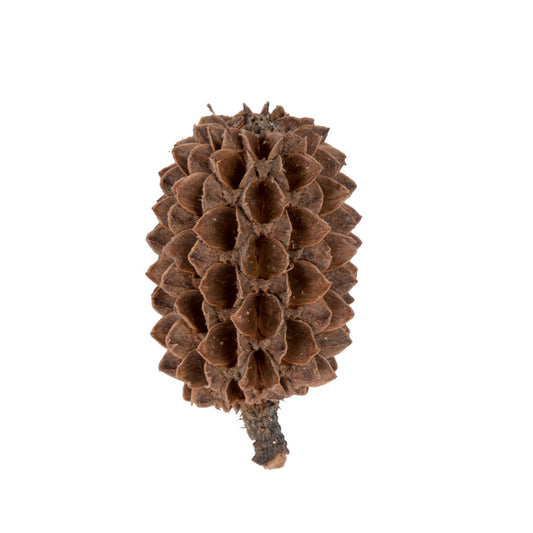 Vickerman Natural Botanicals 0.6" Casurina. Includes 8.8 Lbs per Pack