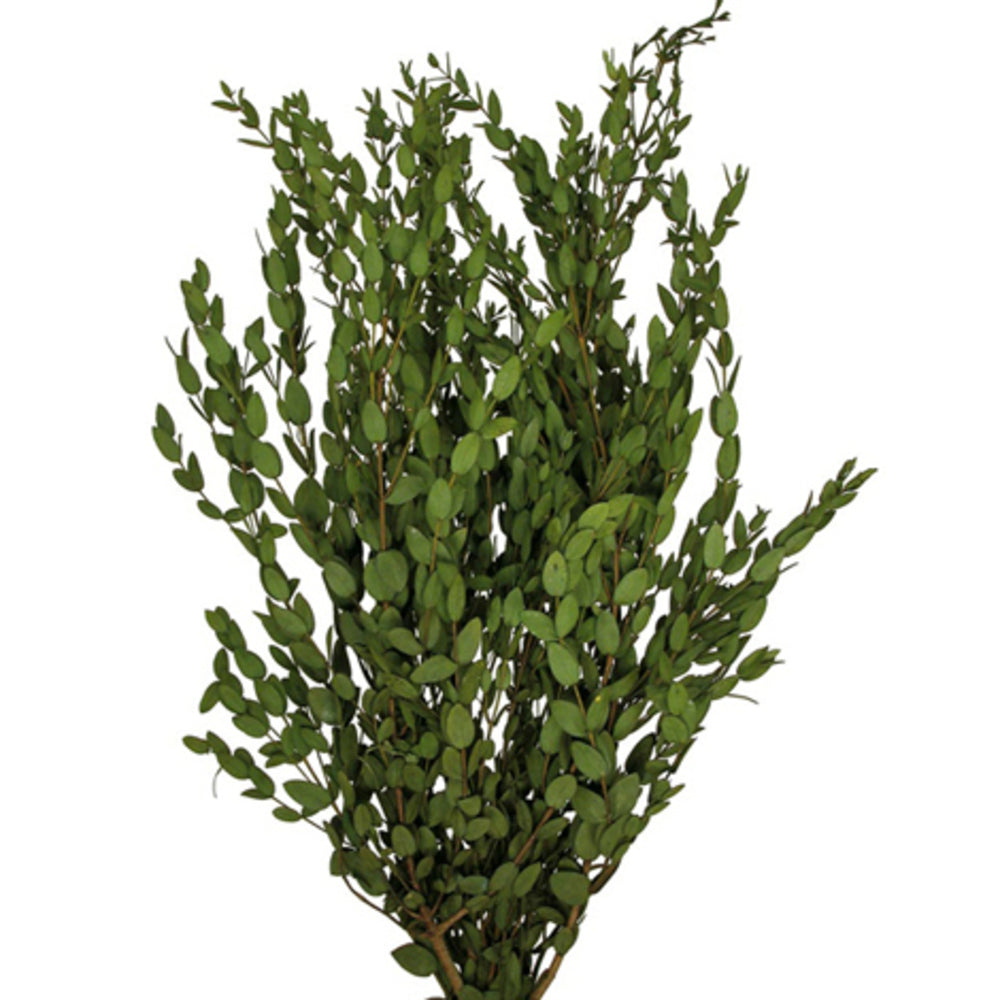 Vickerman 24-32" Green Parvafolia. 5oz Bundle.  Preserved