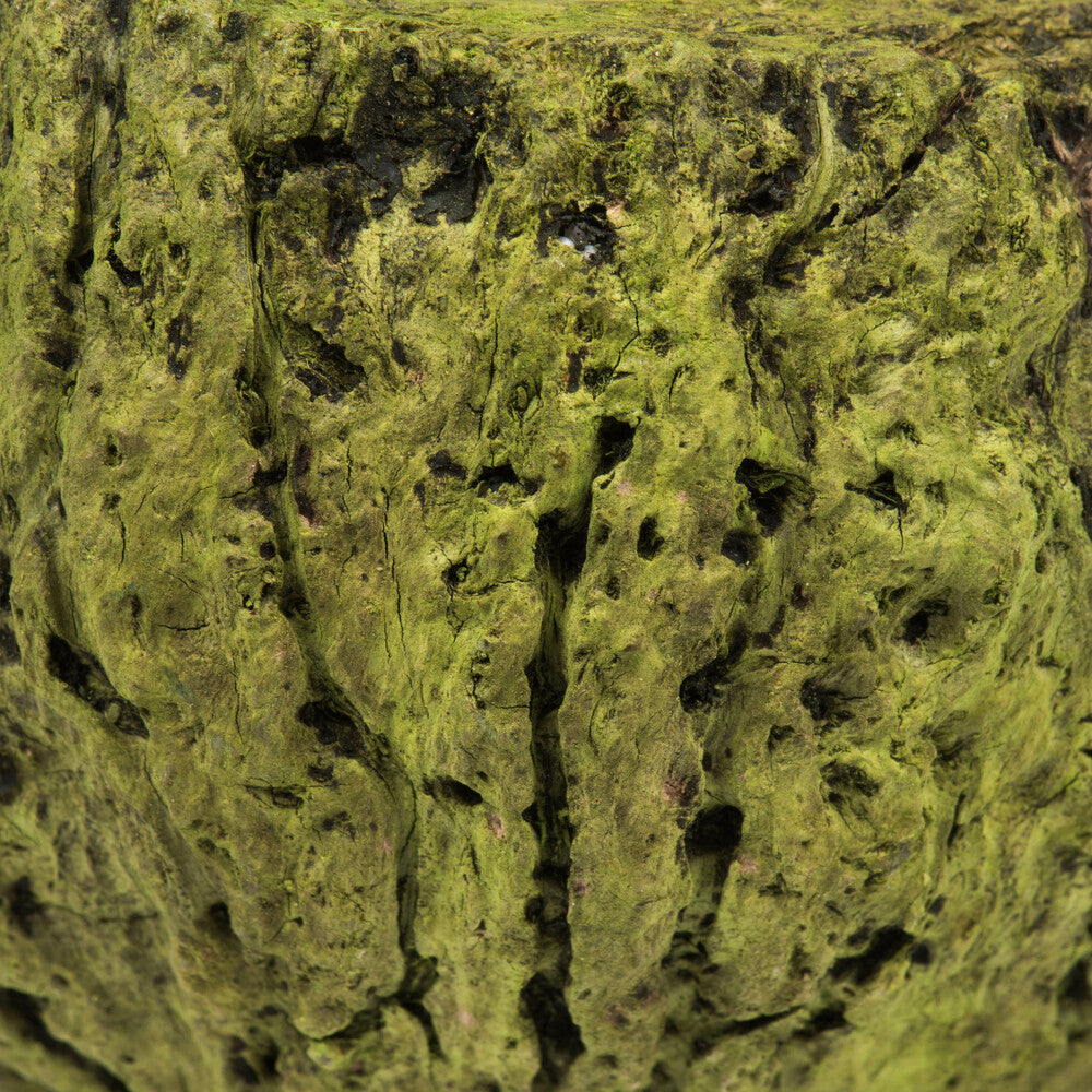 Vickerman 3" Wide Basil Mayan Coconut 10 per Pack Dried