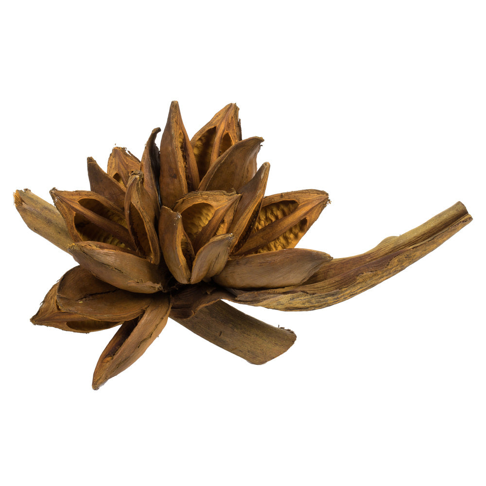 Vickerman 6" Aspen Gold Star Pod 1 piece Dried
