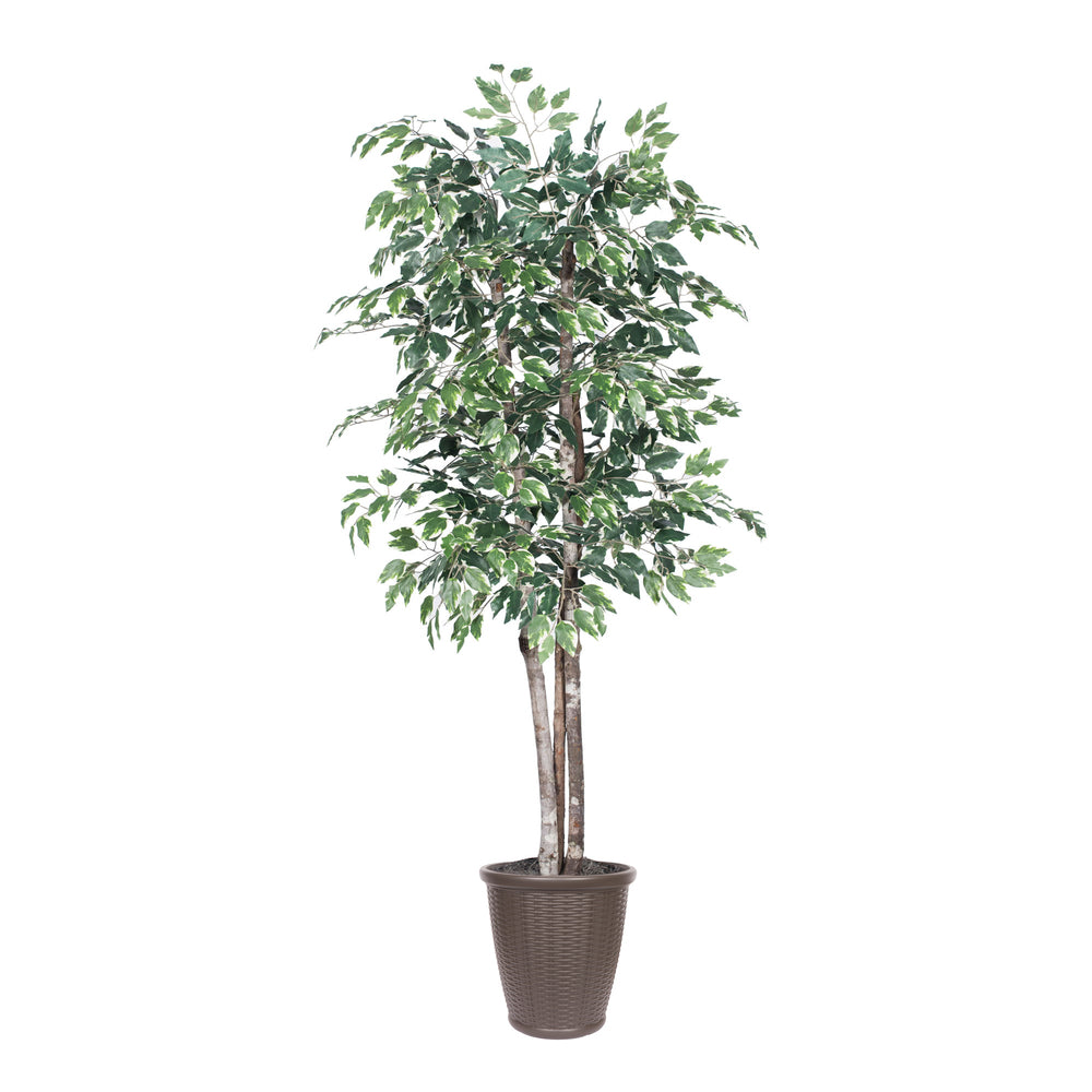 Vickerman 6' Artificial Variegated Ficus Deluxe Tree Brown Round Plastic Container.
