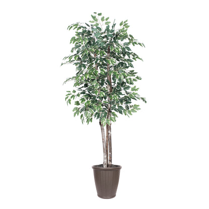 Vickerman 6' Artificial Variegated Ficus Deluxe Tree Brown Round Plastic Container.