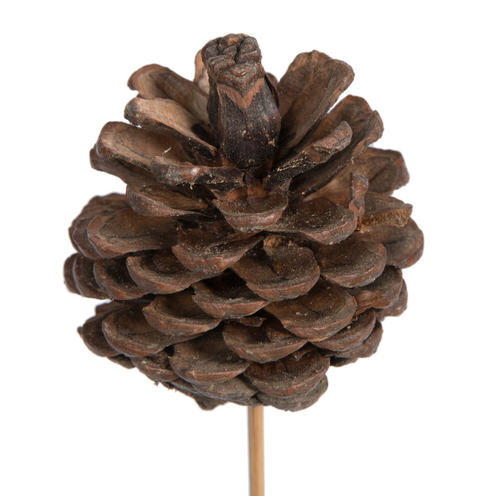 Vickerman Natural Botanicals 2" Blue Pine Natural on Stem. Includes 50 Pieces per Unit
