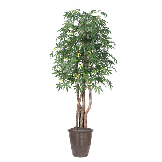 Vickerman 6' Artificial Japanese Maple Executive Tree Brown Round Plastic Container.
