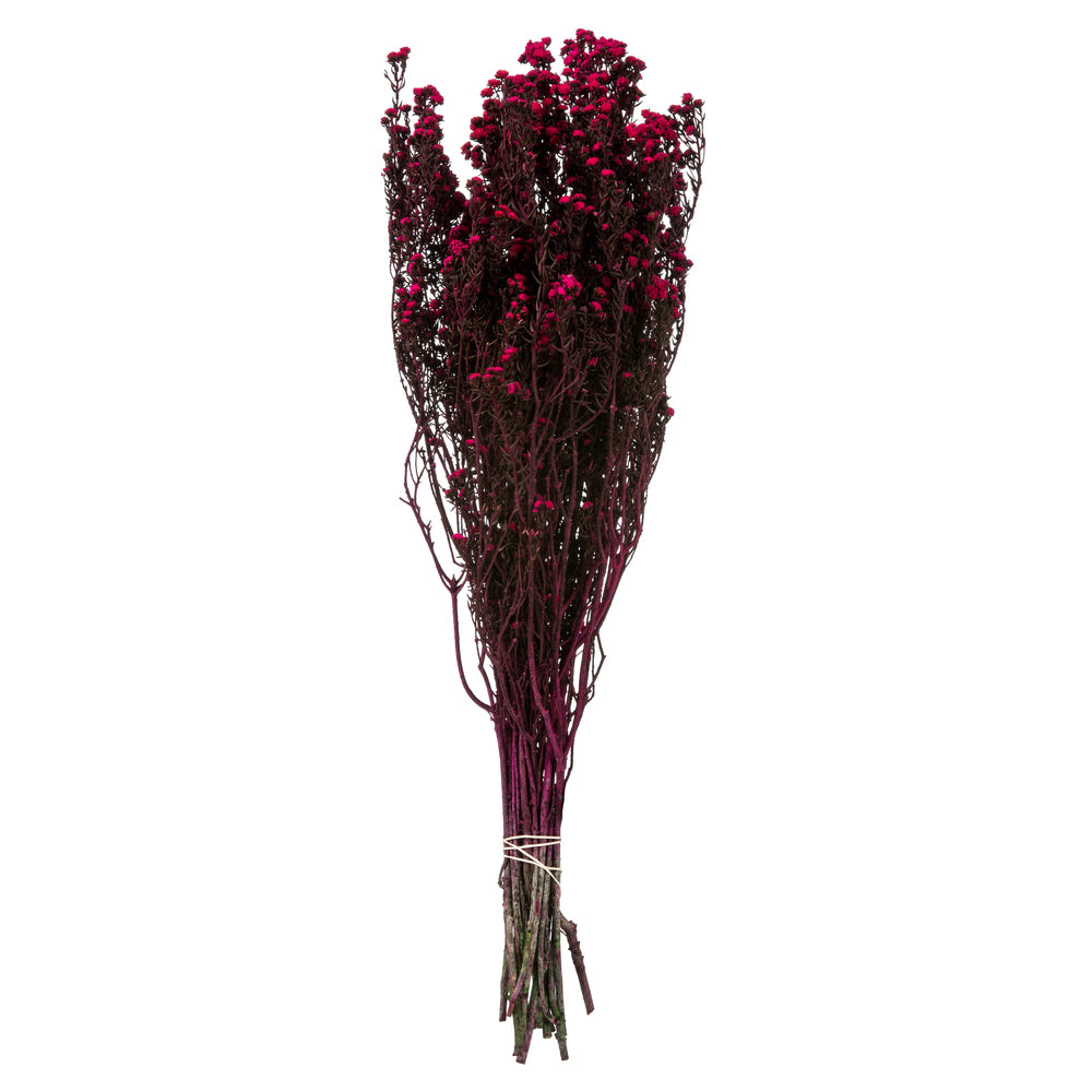 Vickerman 12-22" Raspberry Phylica Bundle.  5-6 oz Preserved