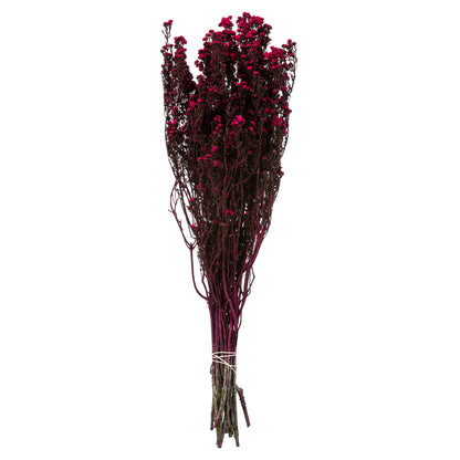 Vickerman 12-22" Raspberry Phylica Bundle.  5-6 oz Preserved