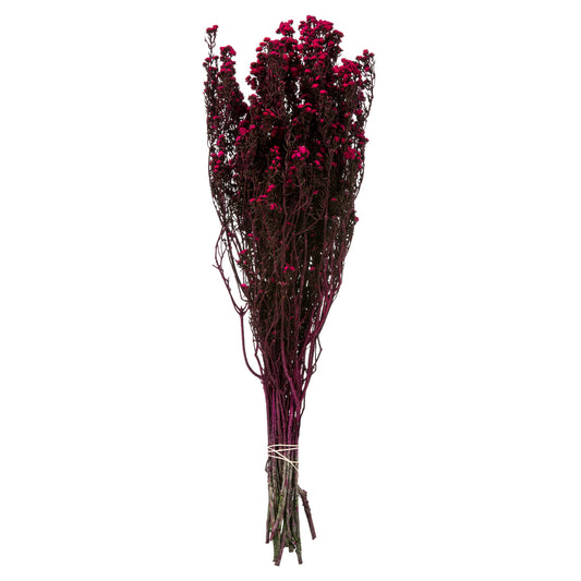 Vickerman 12-22" Raspberry Phylica Bundle.  5-6 oz Preserved